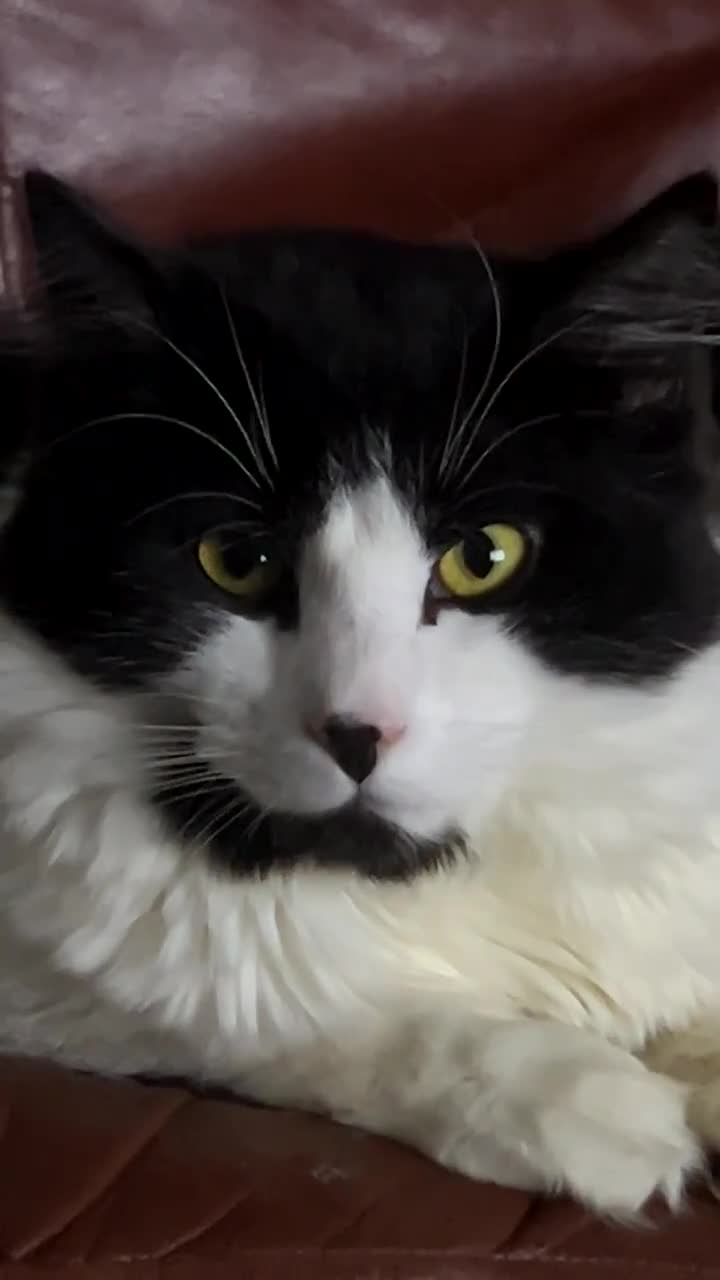 Mixed Breed cats for sale: For sale 3 female kittens and 1 older male kitten - Video 1
