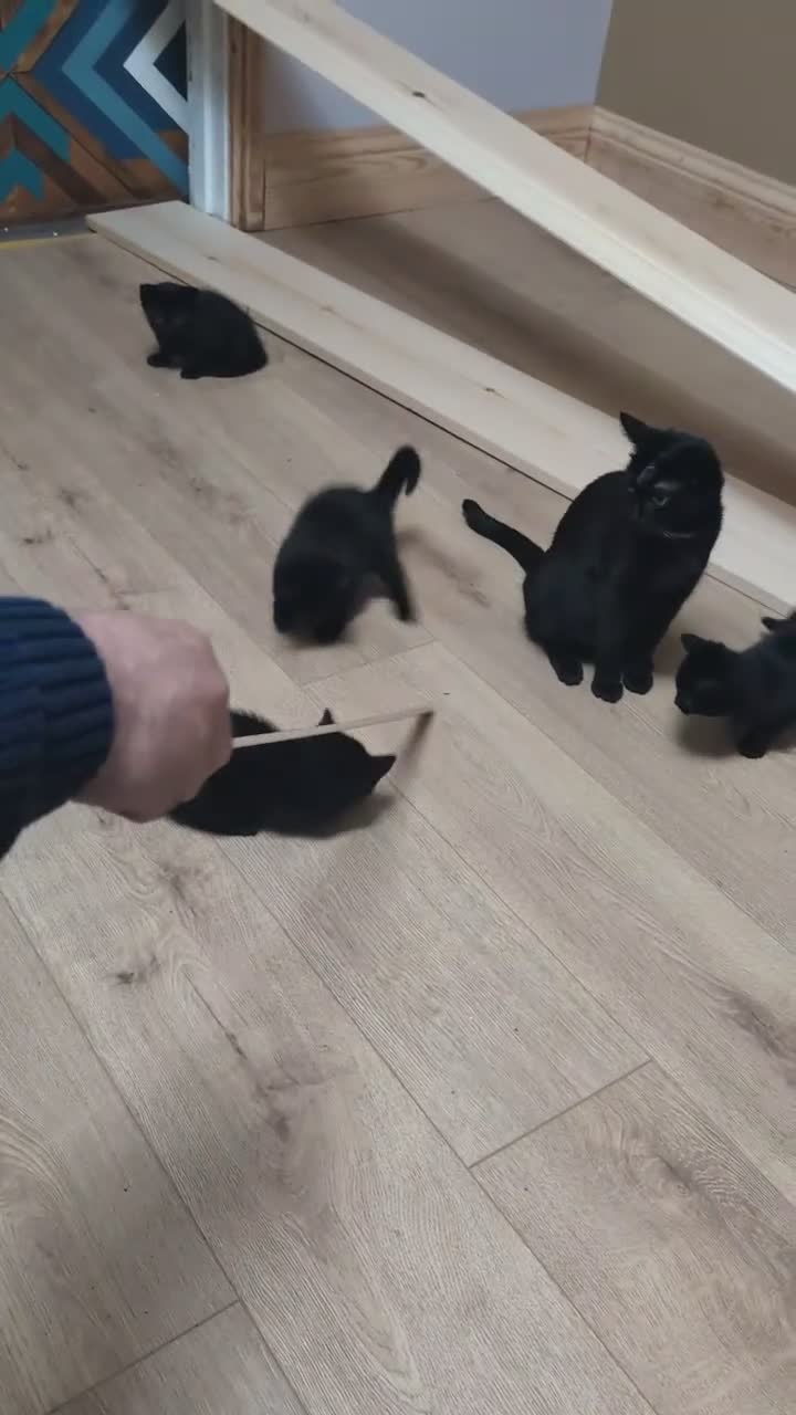 Mixed Breed cats for sale: Kitten  - Video 2