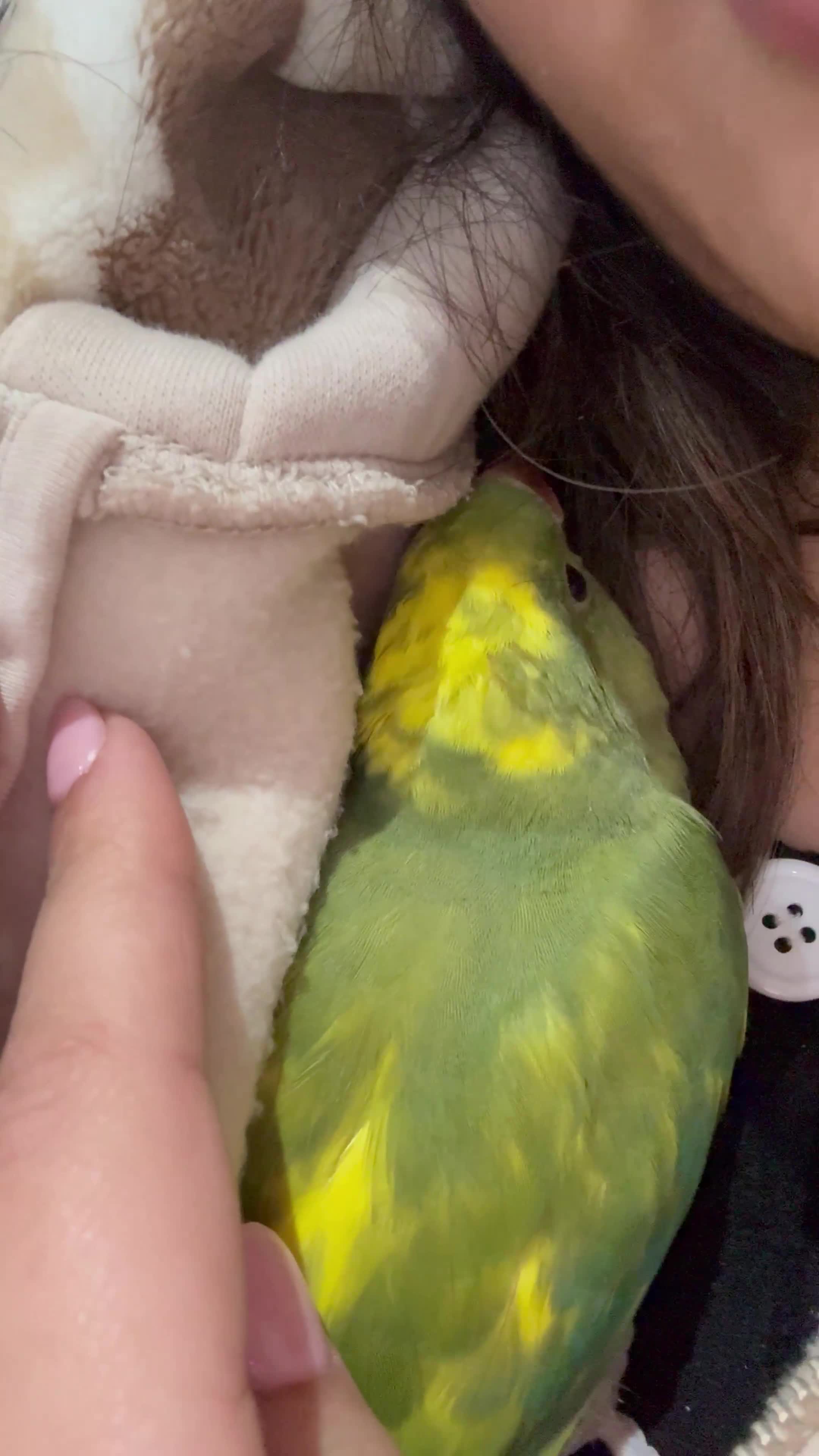 Ringnecks birds for sale: My little dino/4weeks🐣-IndianRingNeck-Handtamed - Video 1