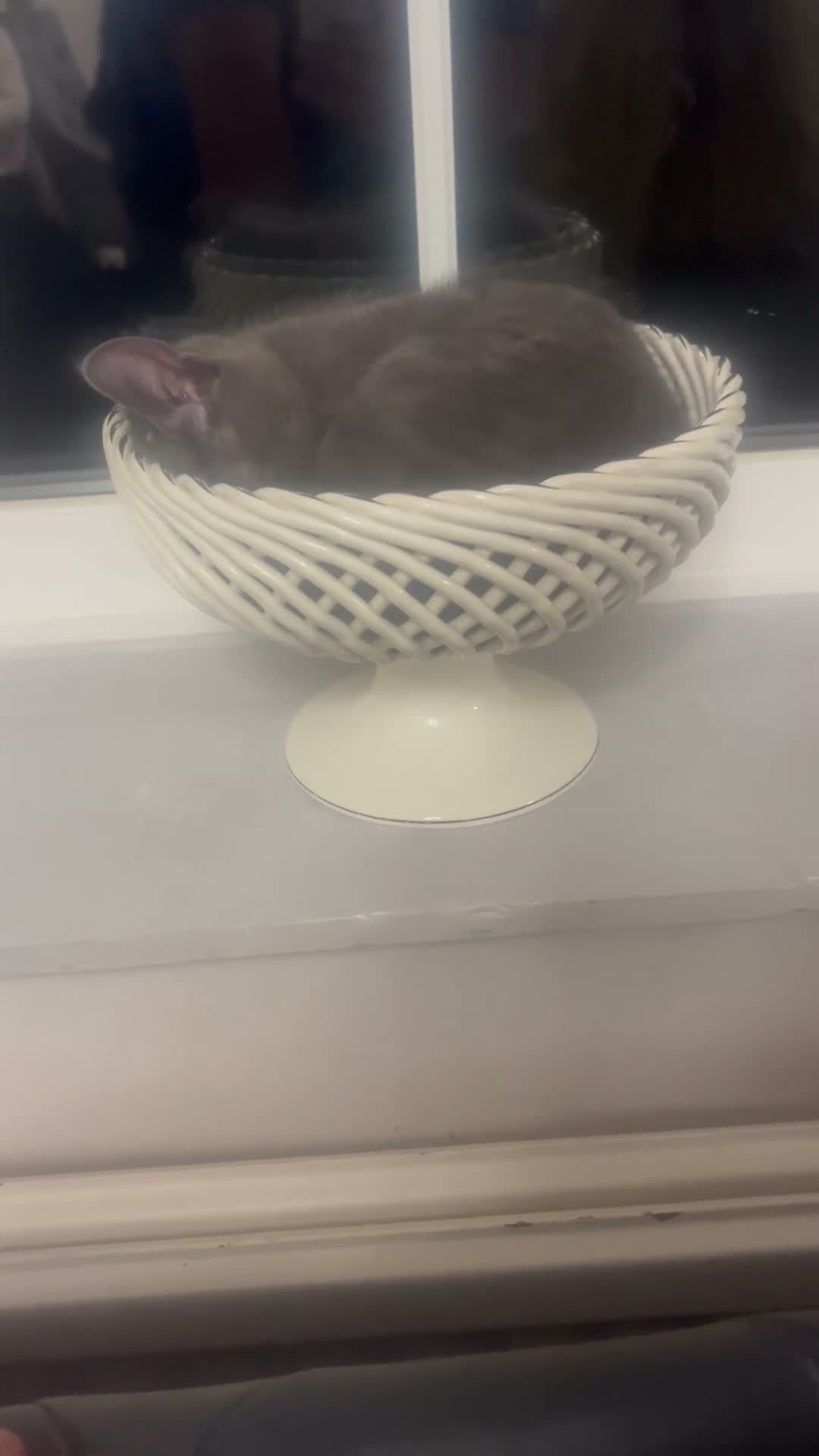Russian Blue cats for sale: Russian blue  in Hemel Hempstead - Video 1