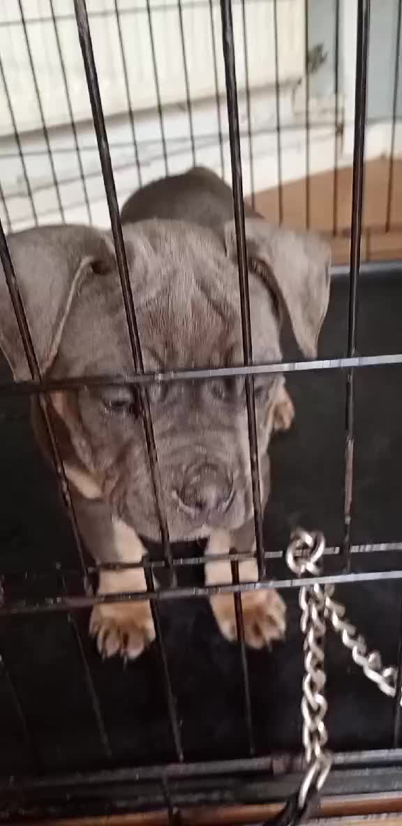 Mixed Breed dogs for sale: Blue tri Frenchie pocket  - Video 2