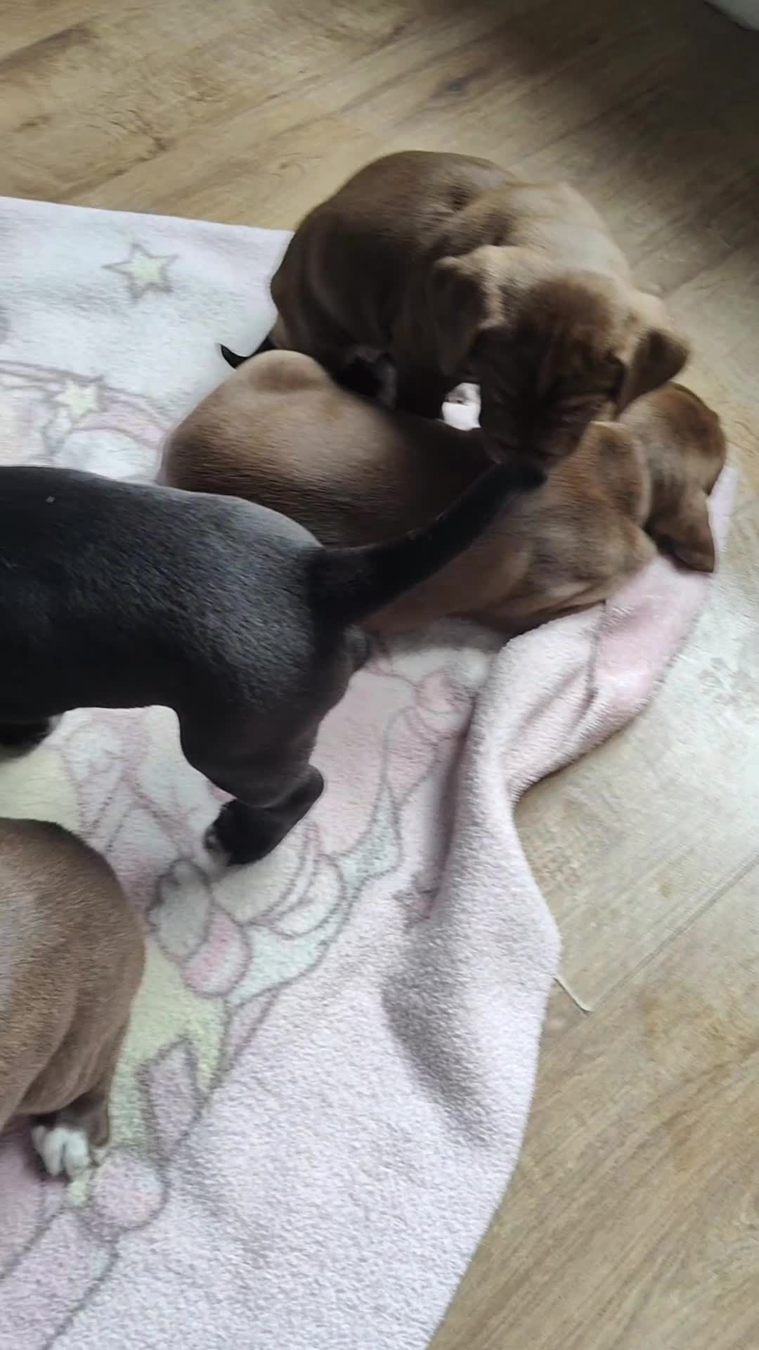Mixed Breed dogs for sale: dog de bordeaux mixed Dalmatian  - Video 2