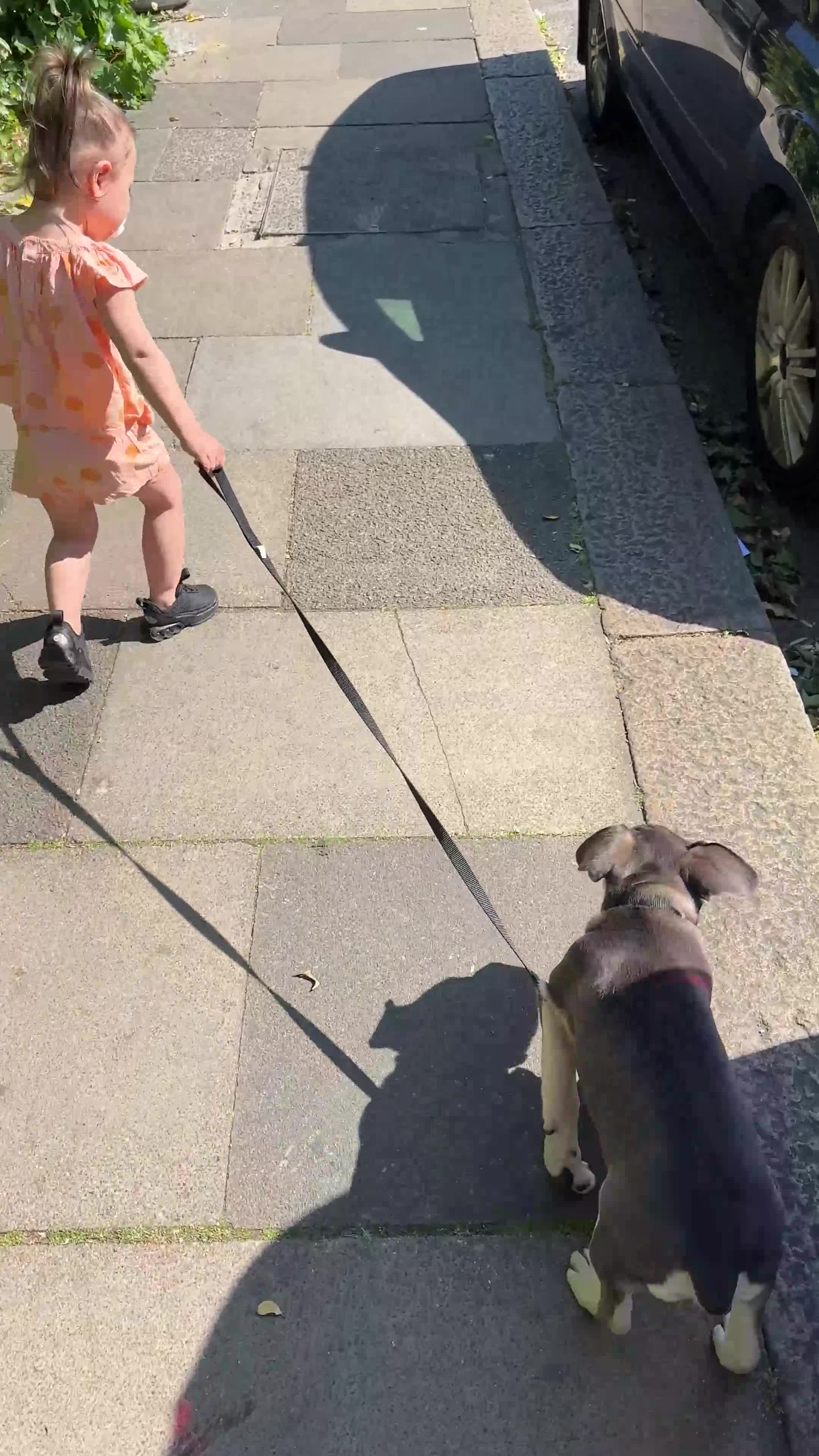 French Bulldog dogs for sale: Stunning French Bulldog 🧬 1 year old  - Video 1