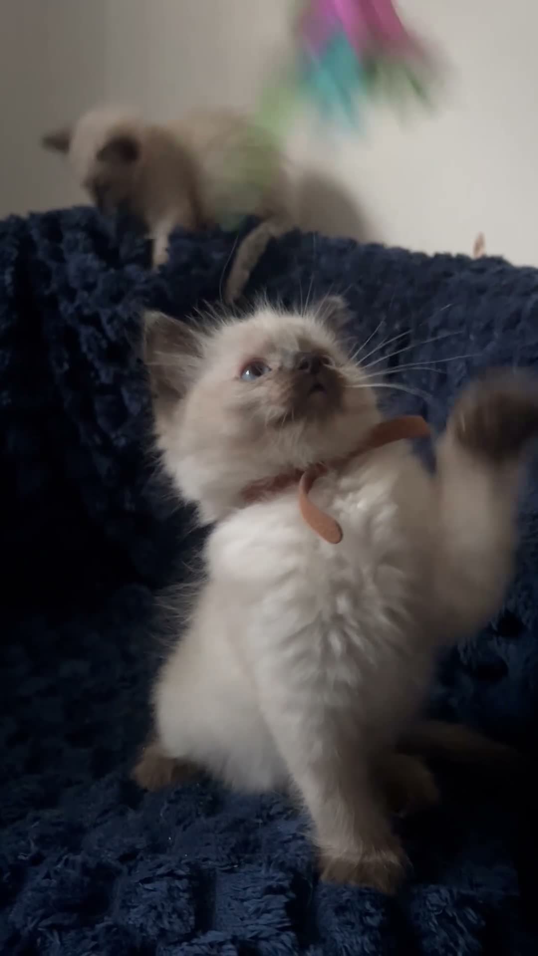Ragdoll cats for sale: 3 beautiful Ragdoll boys looking for loving home💙 - Video 1