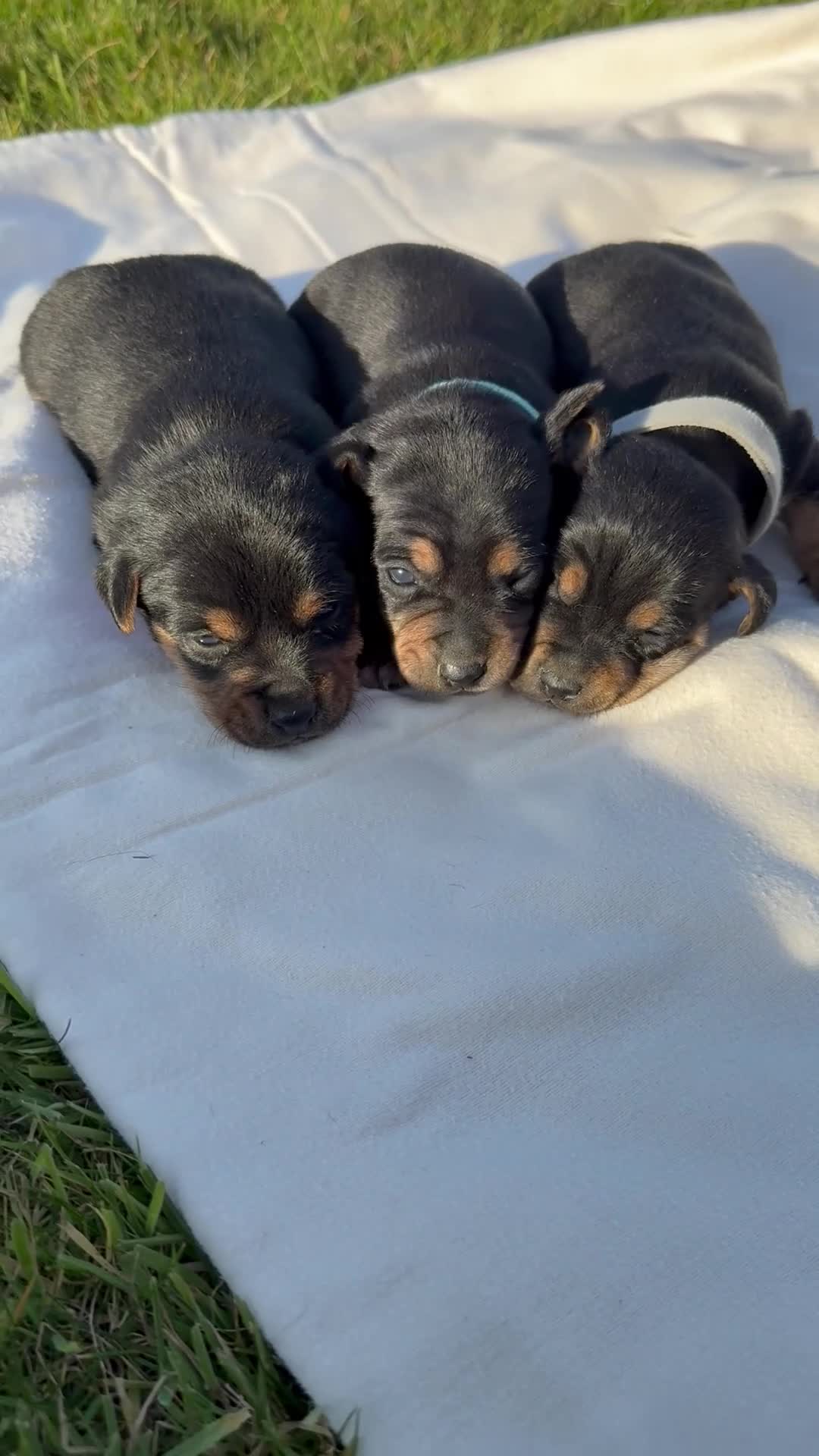 Jack Russell dogs for sale: Beautiful Black & Tan Jack Russell - Video 5