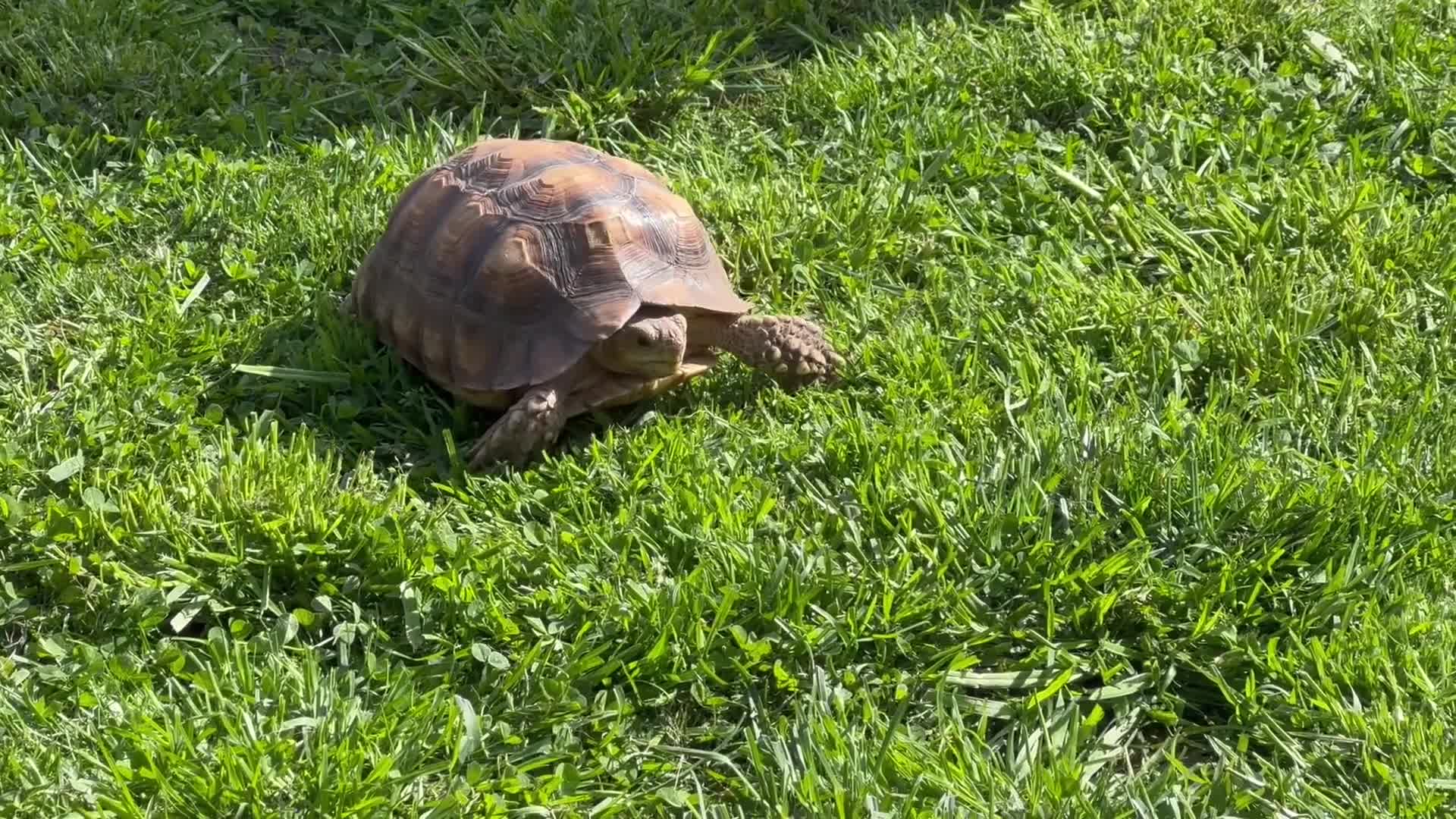 Tortoise reptiles for sale: Sulcata Tortoise - Video 1
