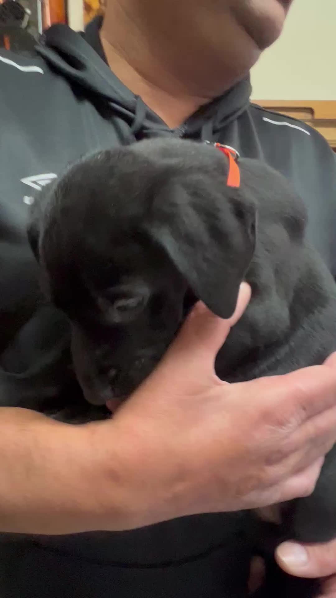 Labrador Retriever dogs for sale: Beautiful Labrador  - Video 1