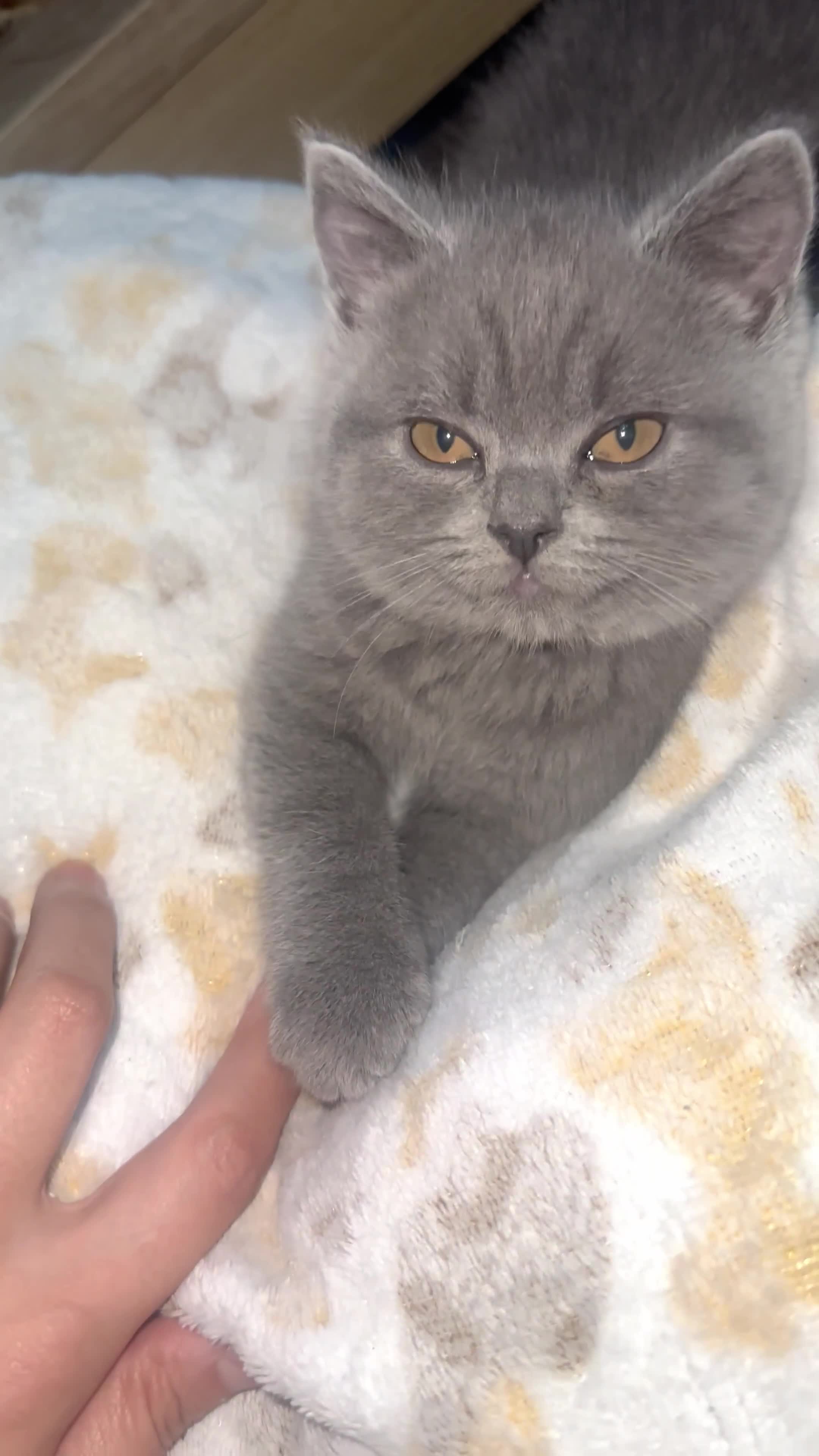 British Shorthair cats for sale: British shorthair/long hair / ONLY ONE LEFT in Sheffield - Video 2