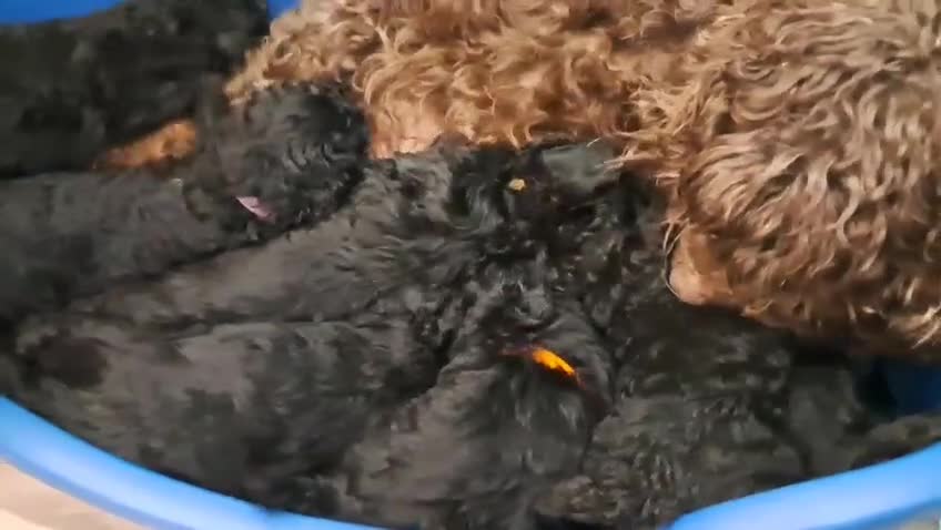 Cockapoo dogs for sale: Miniature heath tested cockapoos - Video 1