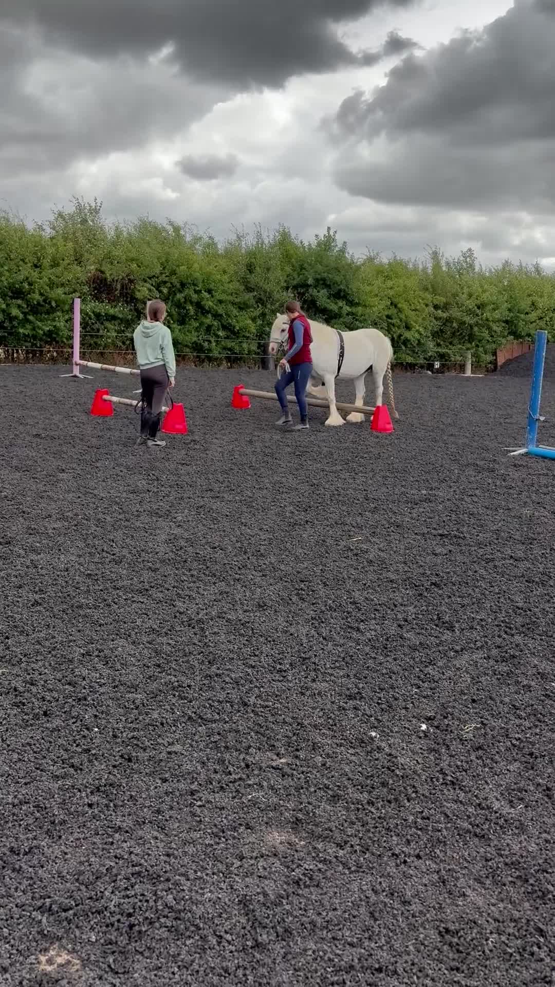 Dales horses for sale: Unreg dales x cob mare - Video 1