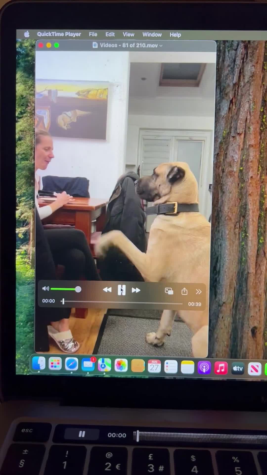 Anatolian Shepherd dogs for sale: Anatolian Shepherd(Malakli) - Video 3