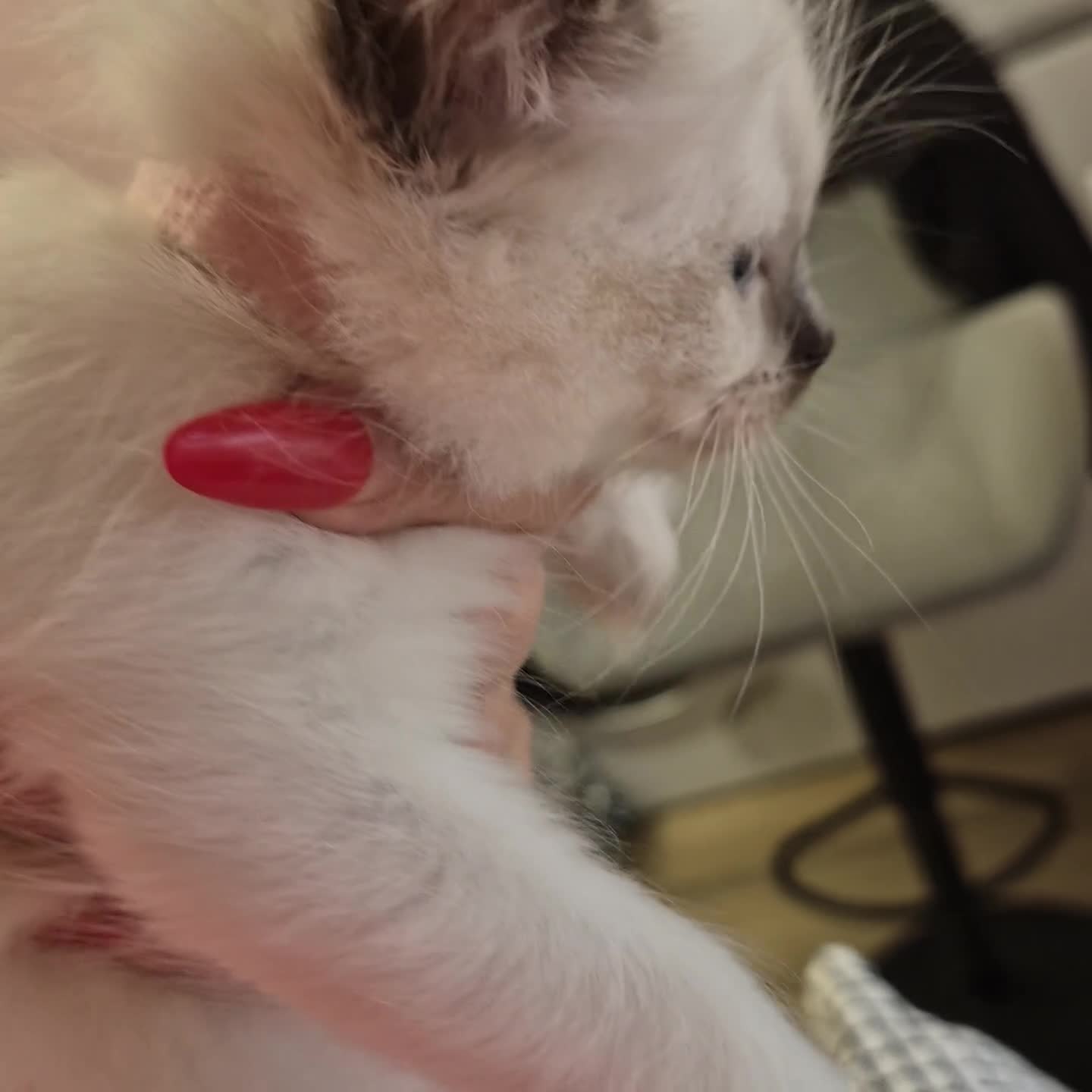 Ragdoll cats for sale: Beautiful Ragdolls Parents health tested 💖 - Video 3