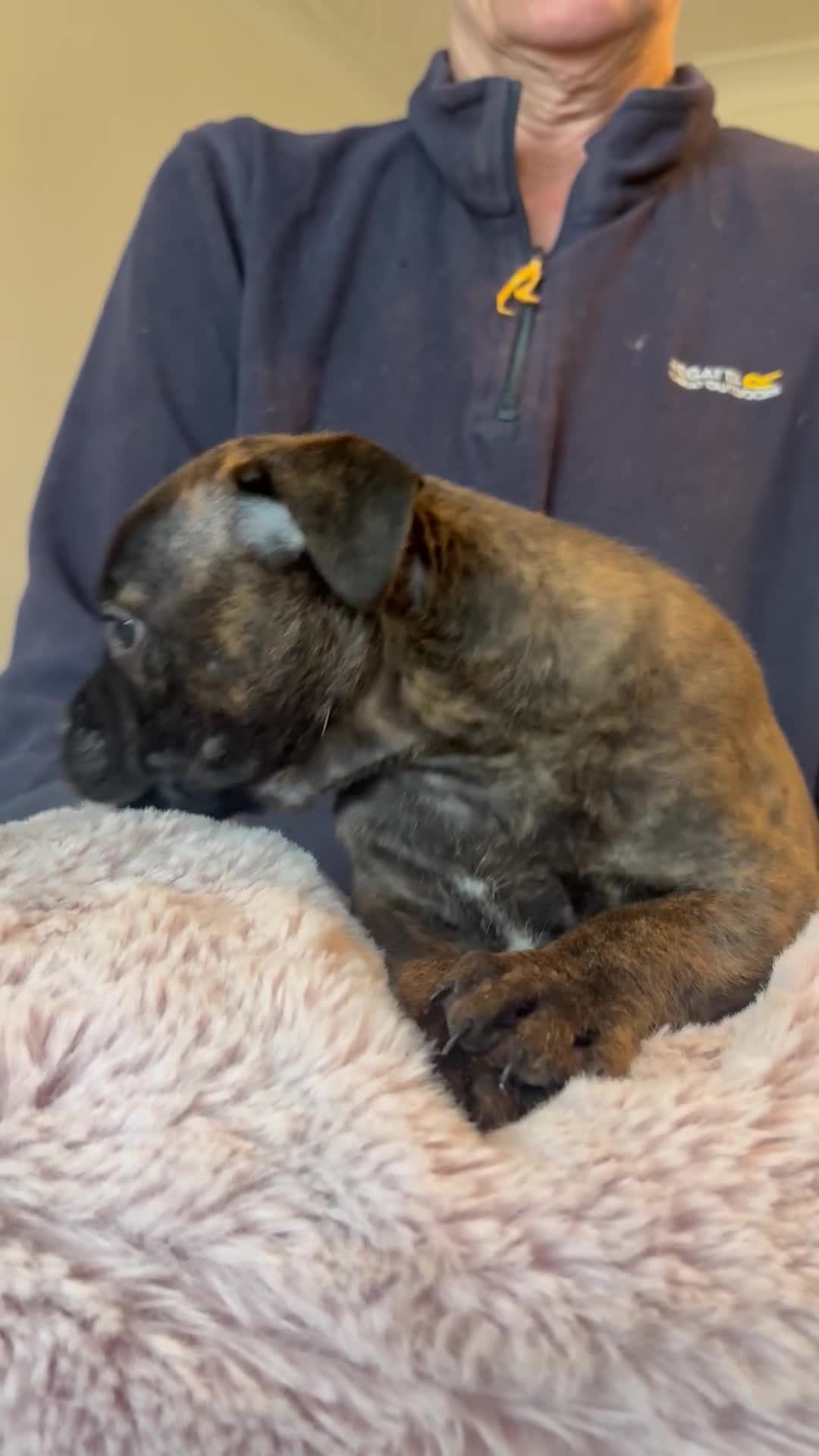 Staffordshire Bull Terrier dogs for sale: BRINDLE STAFFORDSHIRE BULL TERRIER PUPPIES  - Video 1