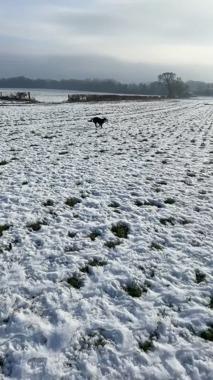 Border Collie dogs for sale: Pedigree Border Collie - Video 1