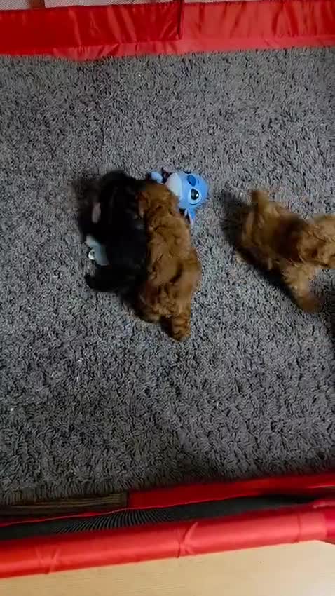 Cavapoo dogs for sale: Fox Red Cavapoo F1 Puppies  - Video 1