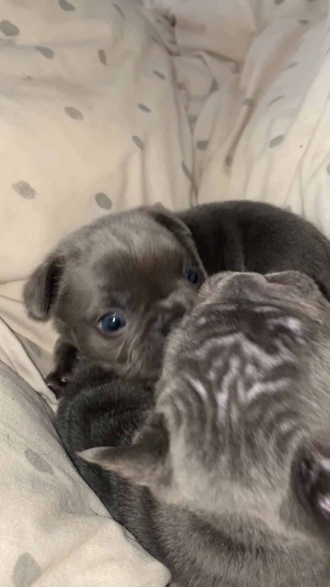 French Bulldog dogs for sale: RAREST CHAMPION FRENCHIES. 2 LEFT! - Video 1