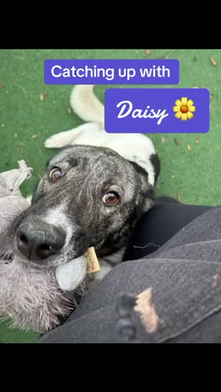 Mixed Breed dogs for adoption: Daisy Doo - The most loving girl  in Kidderminster - Video 1