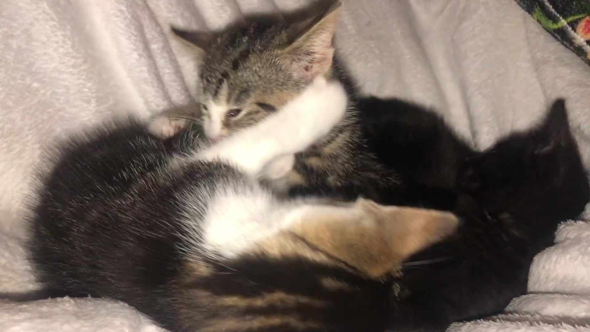 Mixed Breed cats for sale: Kittens  - Video 1