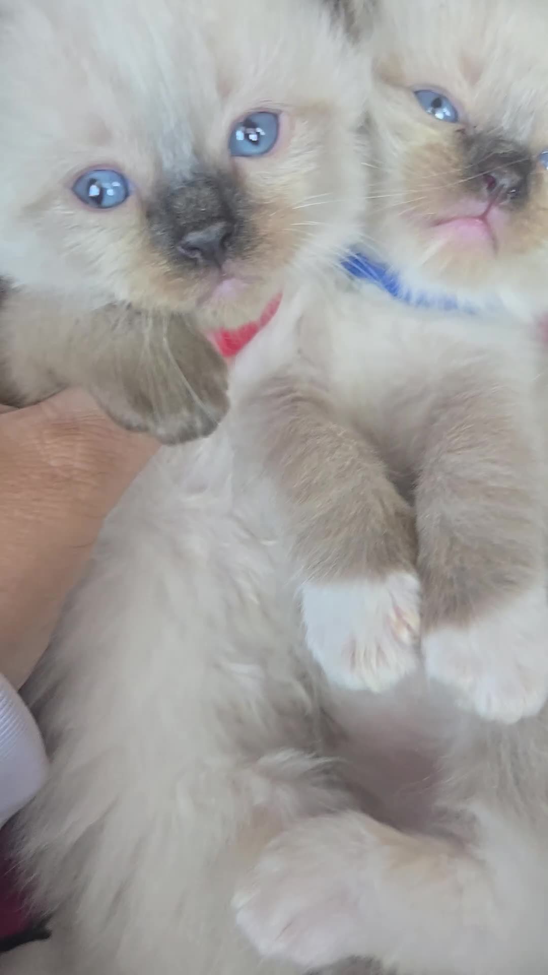 Ragdoll cats for sale: Just 2 left: Purebred female Ragdoll kittens - Video 2