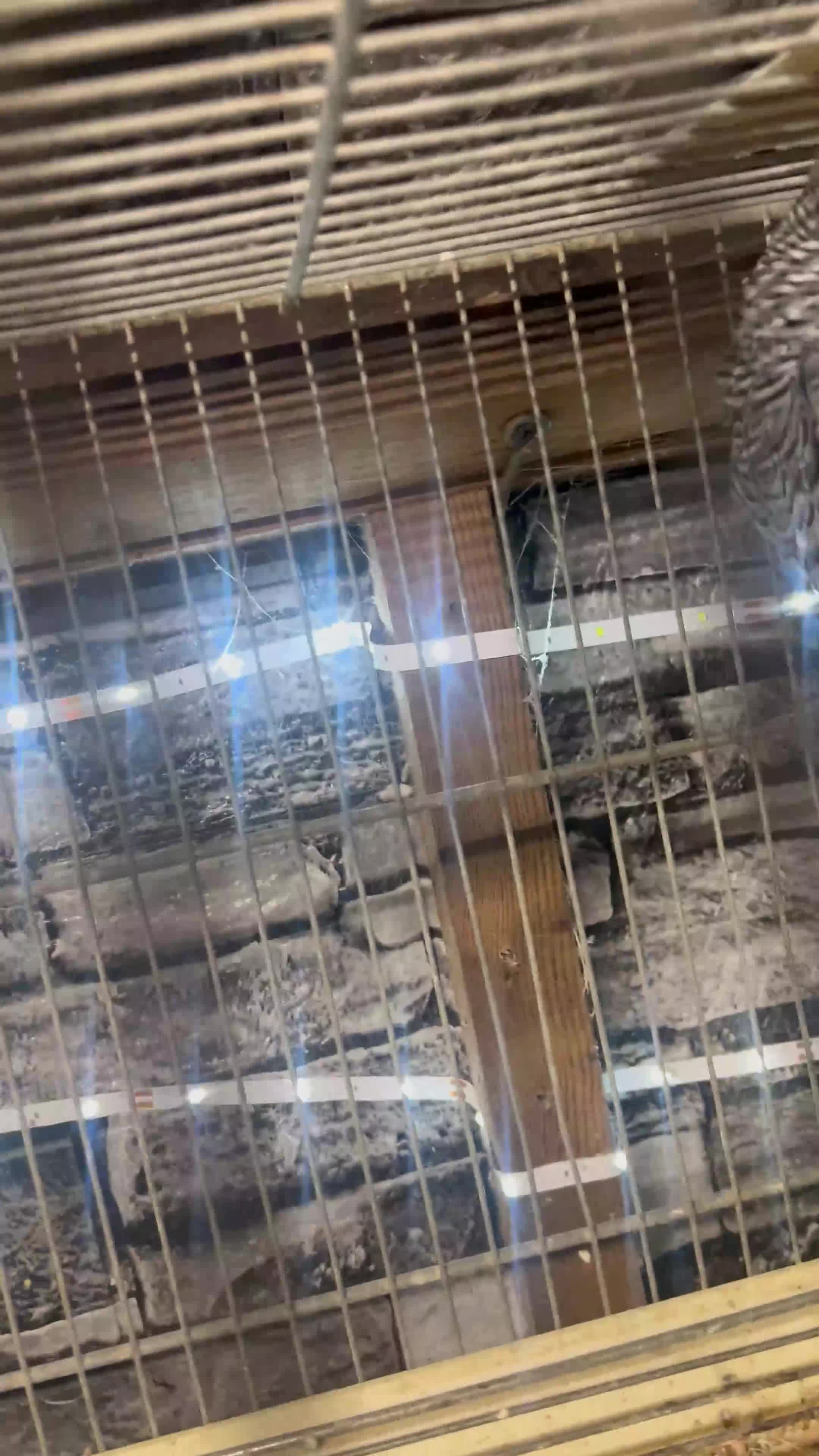 Budgerigars birds for sale: Proven breeding pairs only  - Video 5