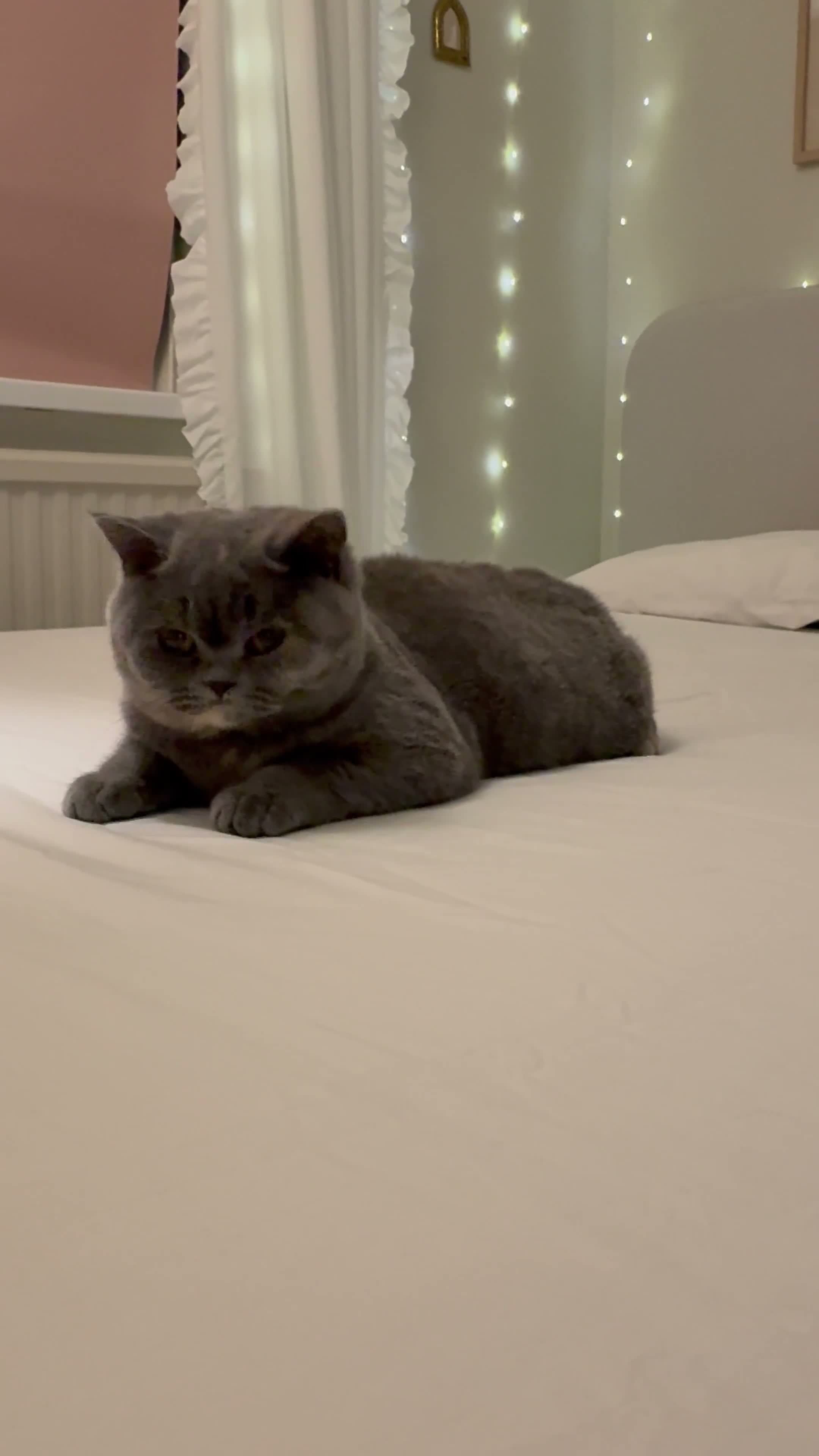 British Shorthair cats for sale: GCCF British Shorthair BlueCream Tortie Amber Eyes - Video 1