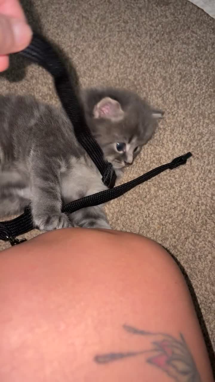 Mixed Breed cats for sale: Boy & girl  - Video 3