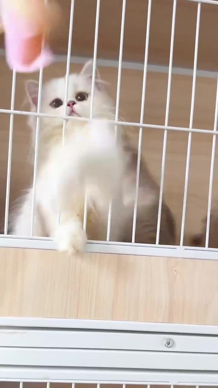 British Longhair cats for sale: Three-month-old British Longhair cat - Video 1