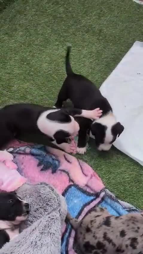 Mixed Breed dogs for sale: Borador bully puppies x3 girl viewings now  - Video 2
