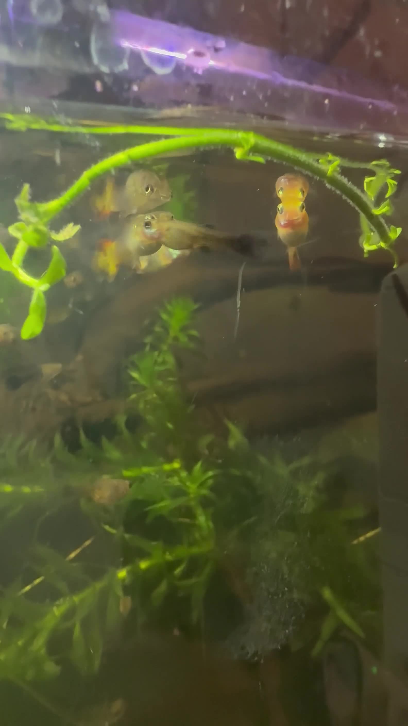 Other/Mixed Breed fish for sale: Guppy fry - Video 2