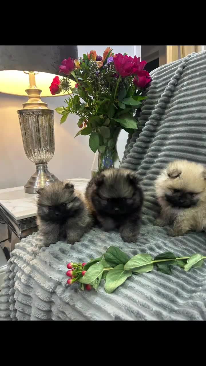 Pomeranian dogs for sale: Show quality tiny beautiful show stopper poms 💙🩷 - Video 2