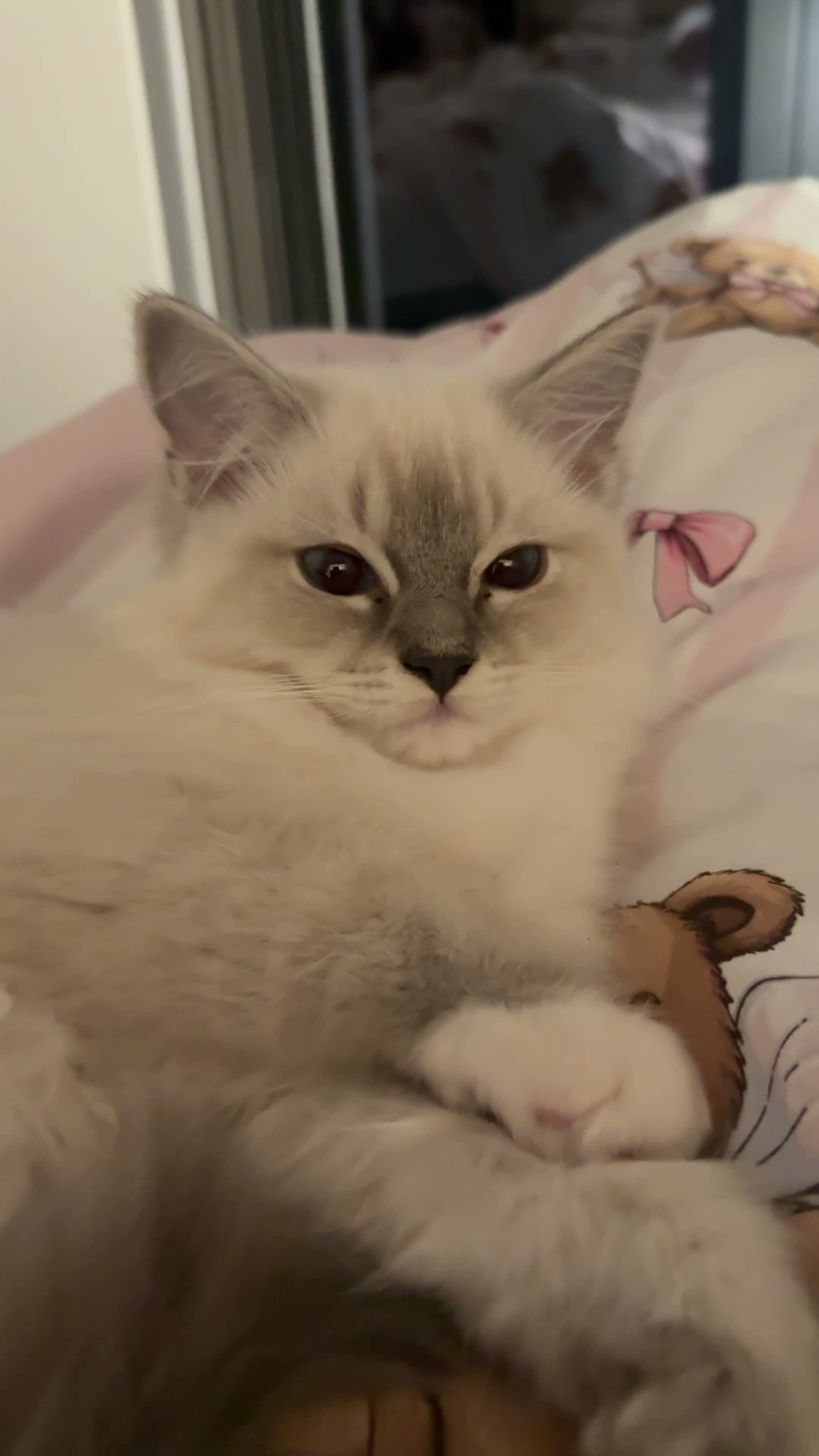 Ragdoll cats for sale: LUXURY RAGDOLL KITTENS  - Video 1