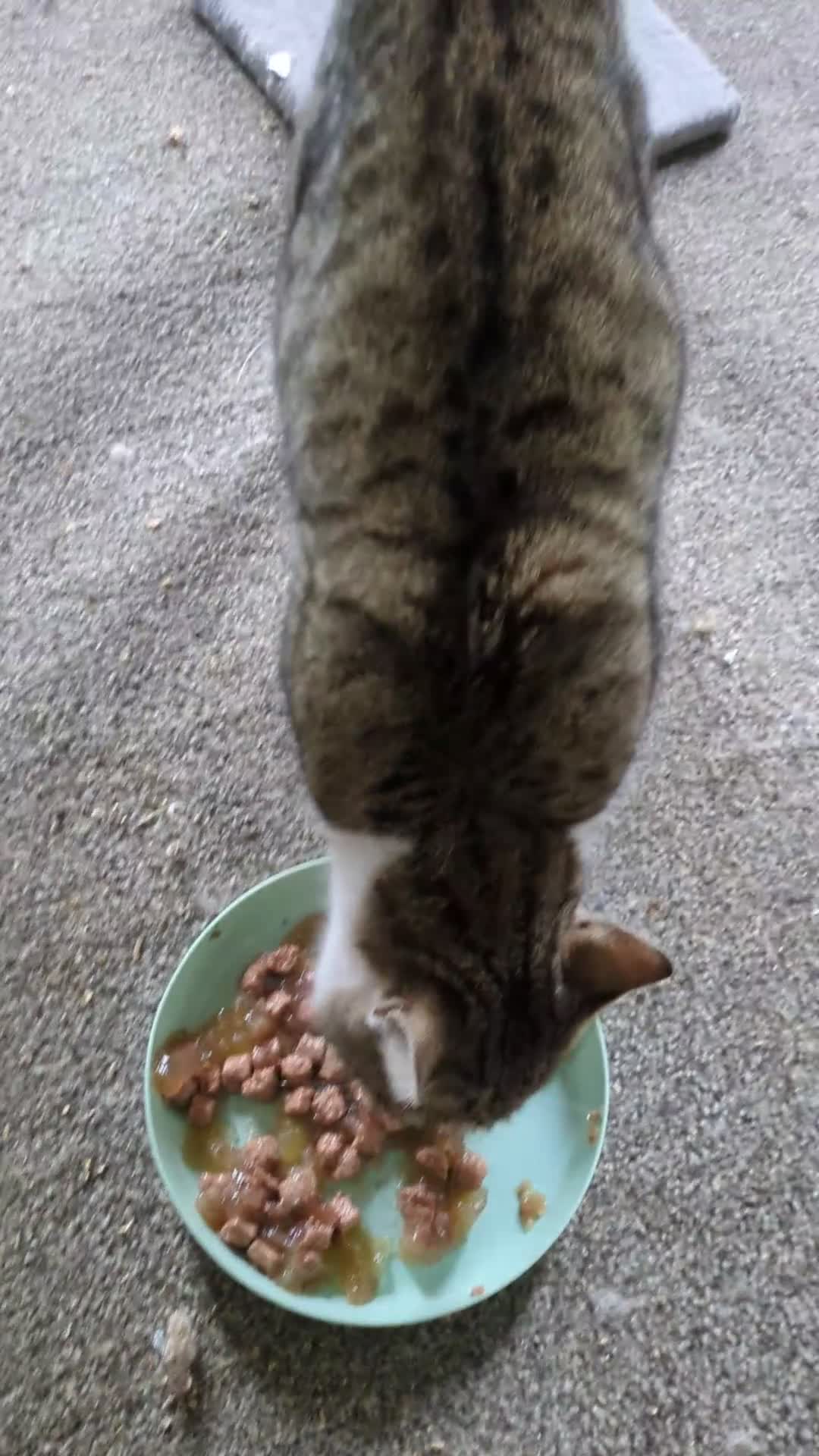 Mixed Breed cats for sale: 6 Adorable Kittens, Great Present! - Video 1