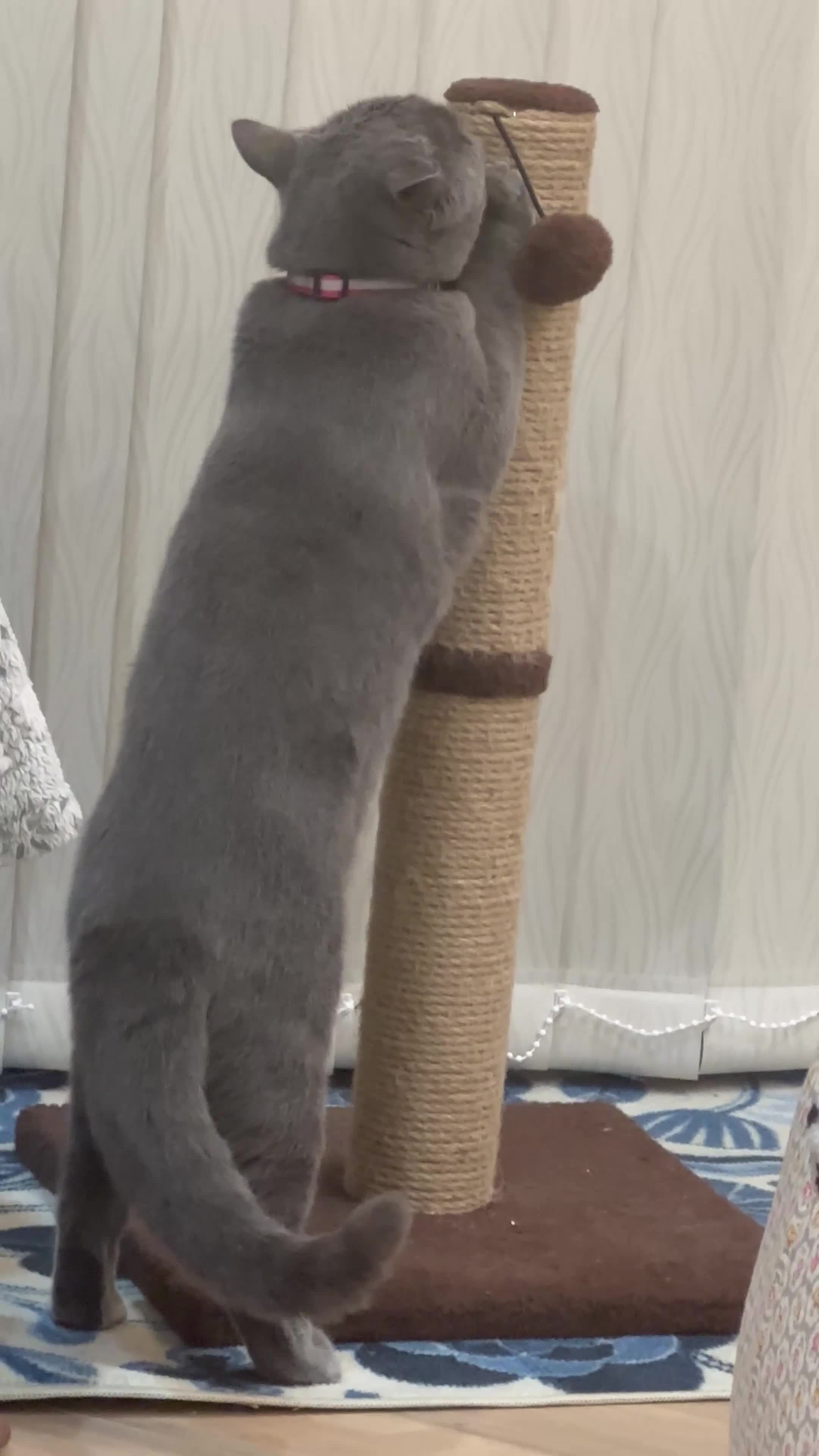 British Shorthair cats for sale: British short hair - Video 4