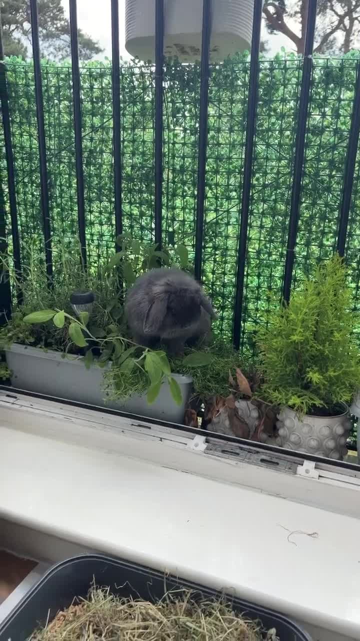 Mini Lop rabbits for sale: 🐰 Show Quality Blue Doe 🐰 - Video 1