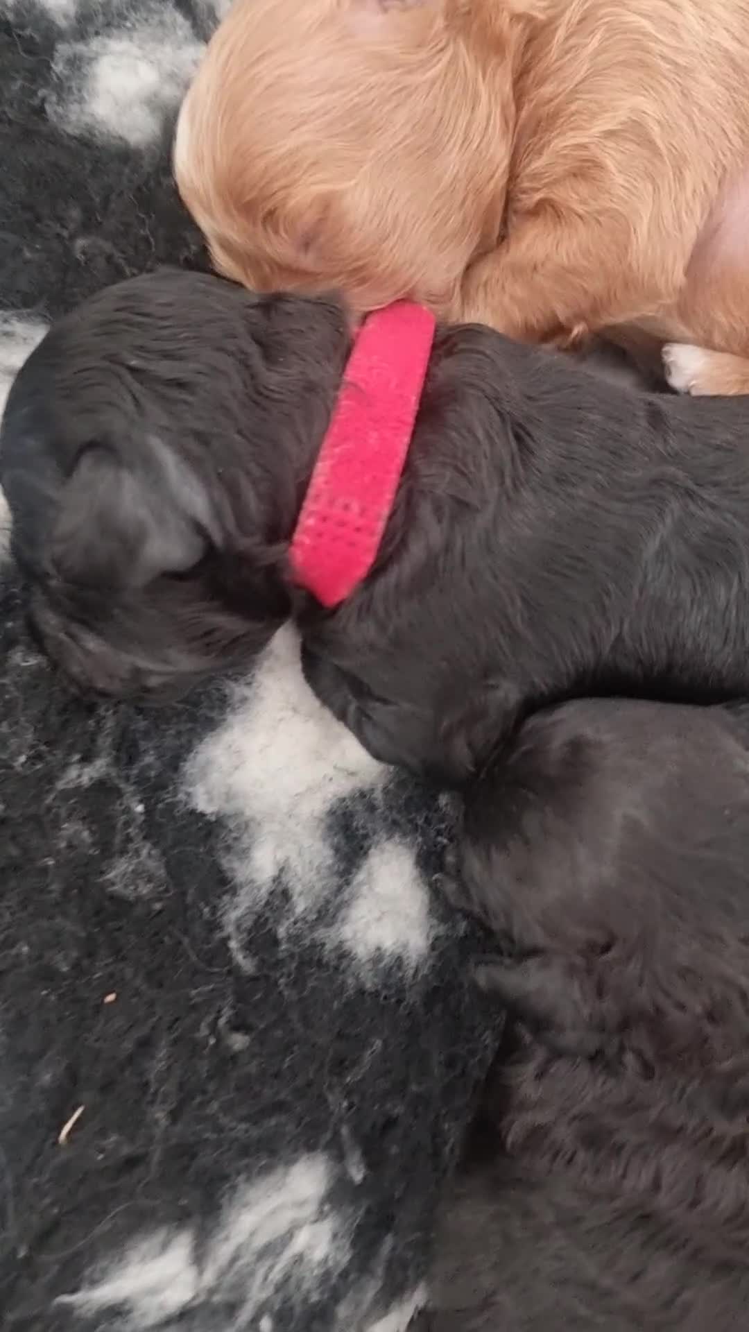Shihpoo dogs for sale: Shihpoo puppies  - Video 3