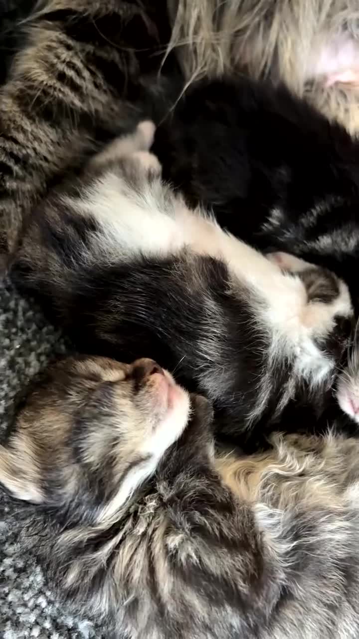 Maine Coon cats for sale: Maine coon kittens  - Video 1