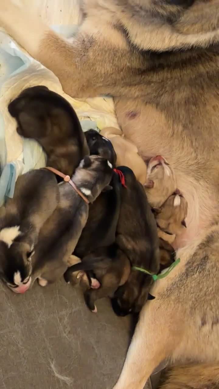 Siberian Husky dogs for sale: Gorgeous husky puppies - Video 5