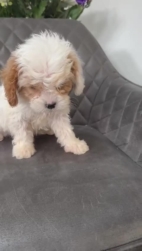 Cavapoo dogs for sale: Stunning Cavapoo boy  - Video 1