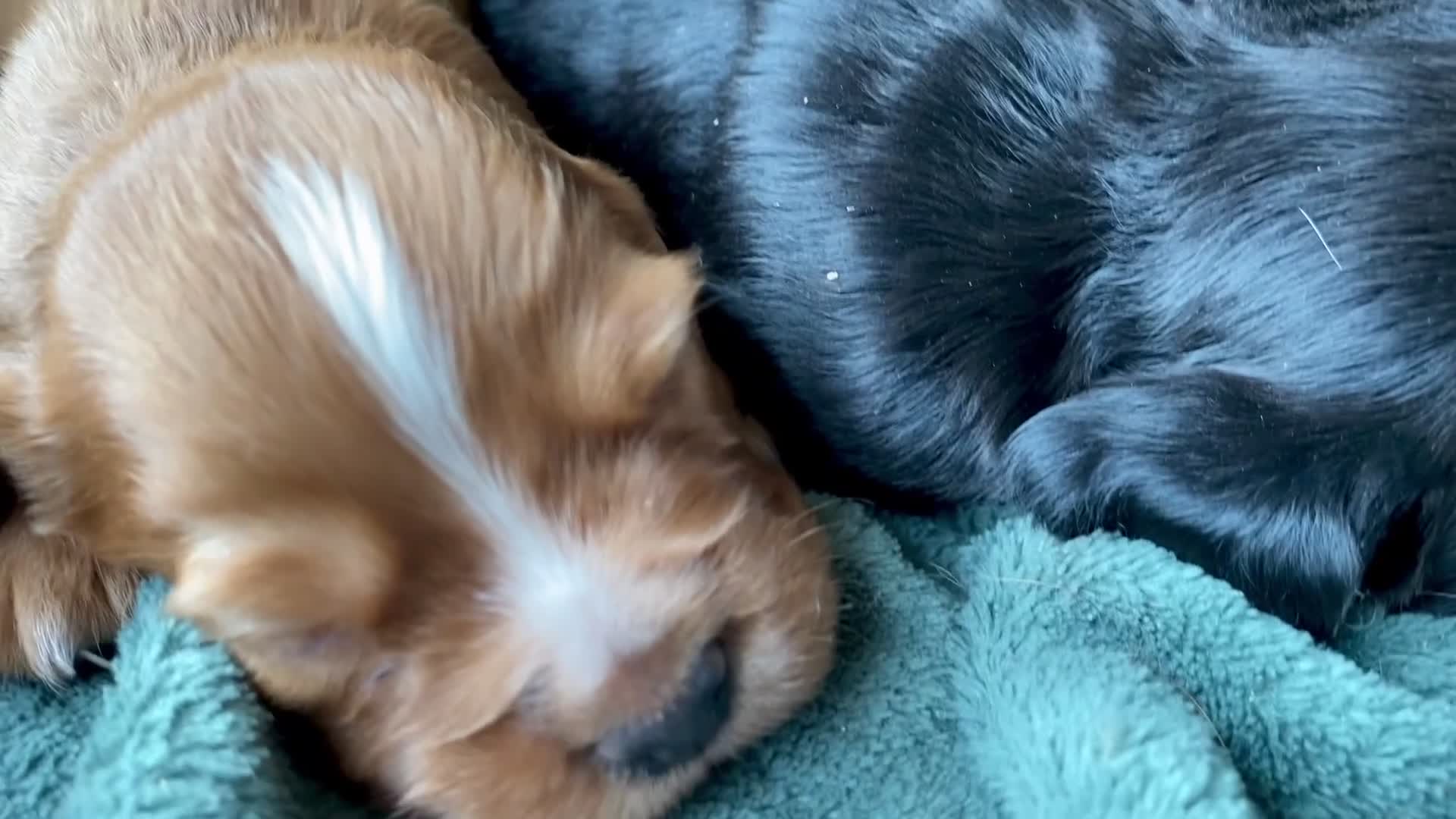 Cocker Spaniel dogs for sale: Working Cocker Spaniel Puppies   - Video 1