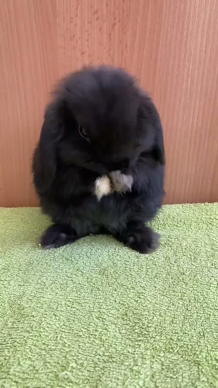 Mini Lop rabbits for sale: Mini Lop Babies - Ready now - Video 1