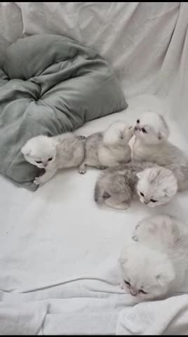 British Shorthair cats for stud: 🏆🥇Outstanding Champion GCCF/TICA stud 🥇🏆 in Dartford - Video 2