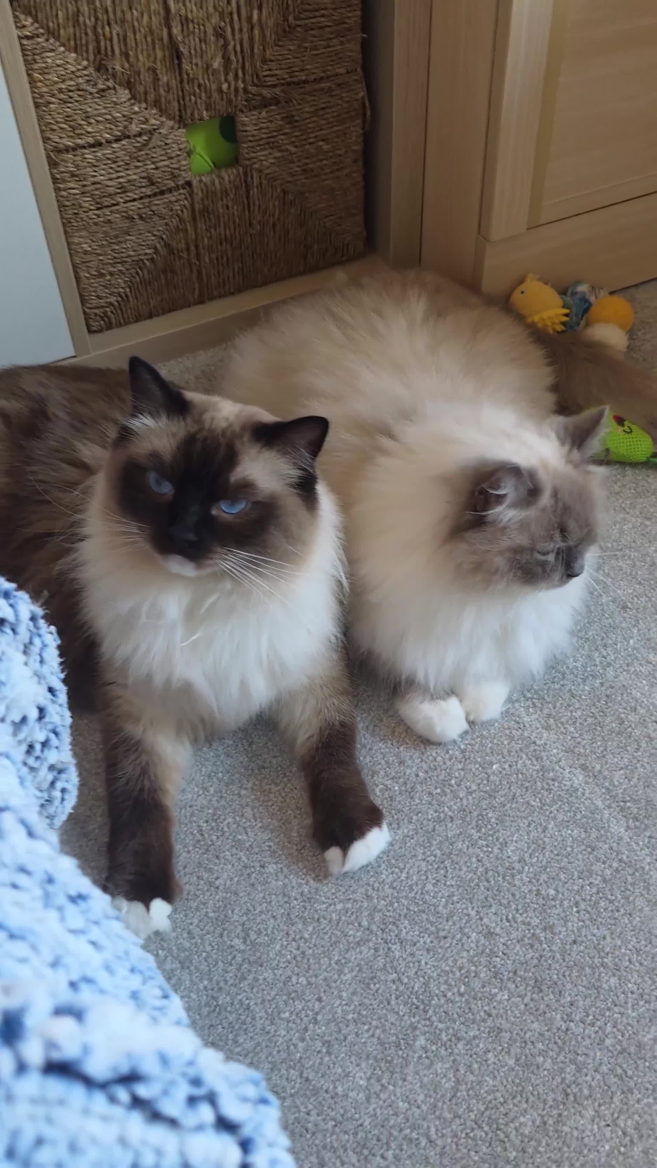 Ragdoll cats for sale: 💎 2 Exceptional Pedigree Ragdolls-young adults💎 - Video 1