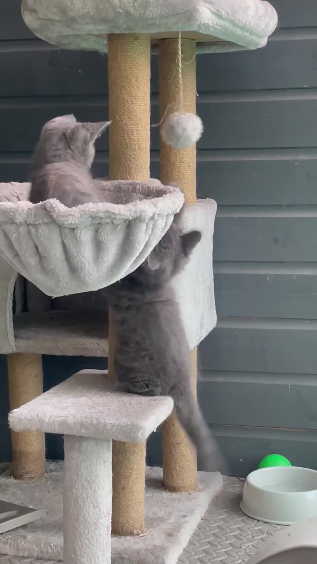 Domestic Shorthair cats for sale: Last 2 kittens available.  - Video 1