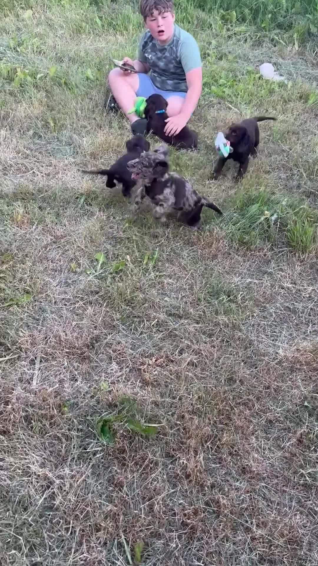 Cocker Spaniel dogs for sale: This weekend only all pups £600 each - Video 2