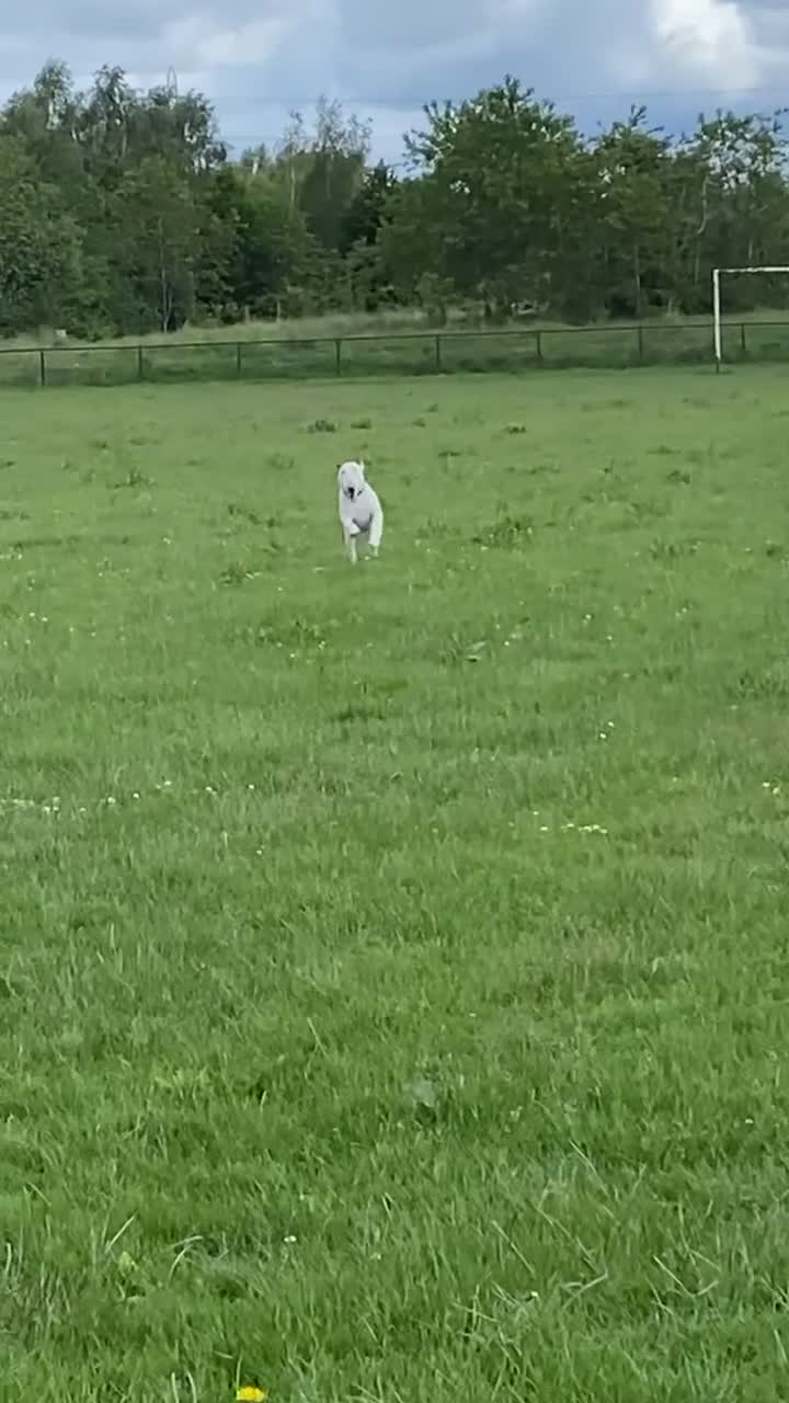 English Bull Terrier dogs for stud: English bull terrier for stud  - Video 1