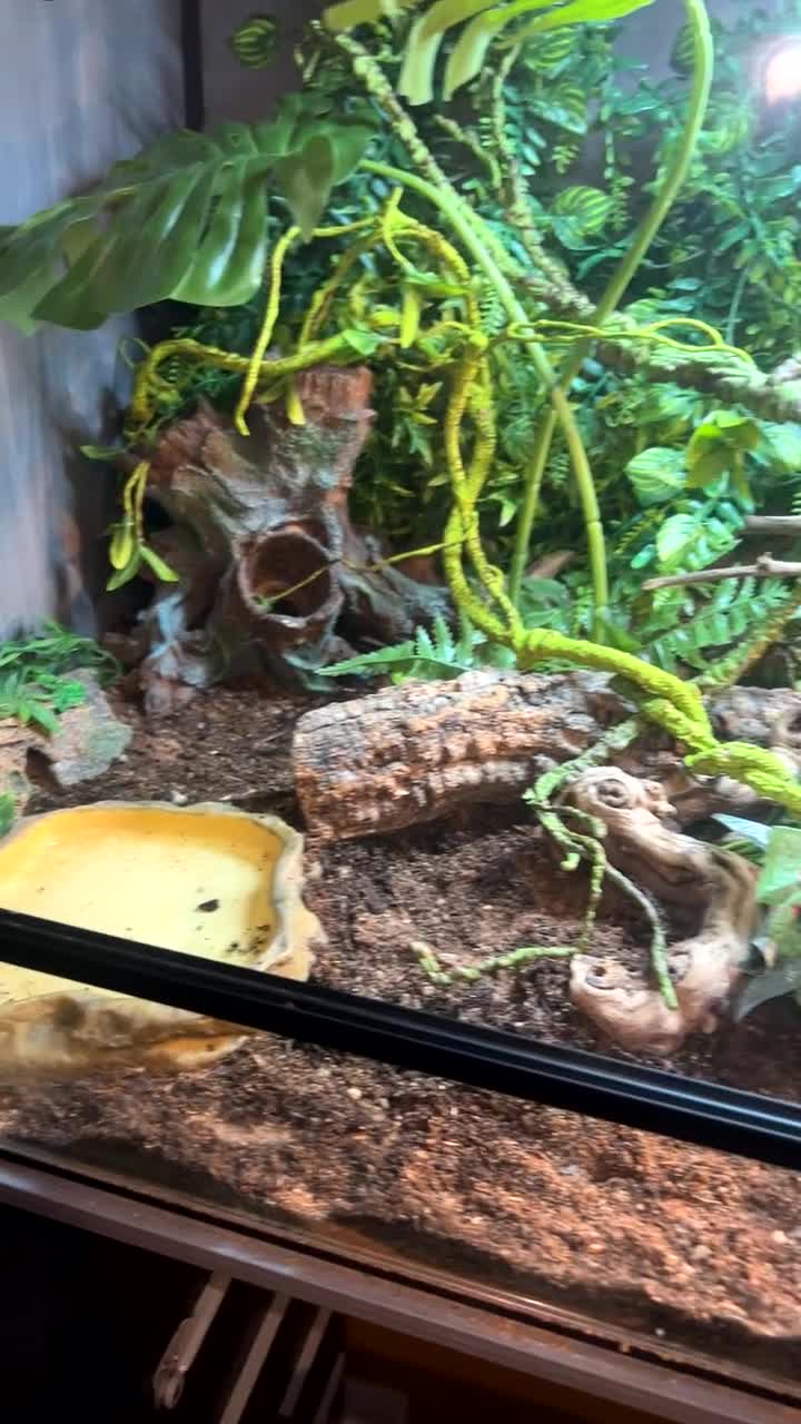 Bearded Dragon reptiles for sale: Full bearded dragon set up and bearded dragon  - Video 1