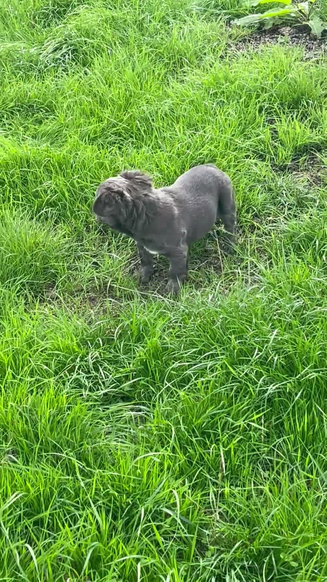 French Bulldog dogs for sale: RKC French bulldog puppies - Video 2