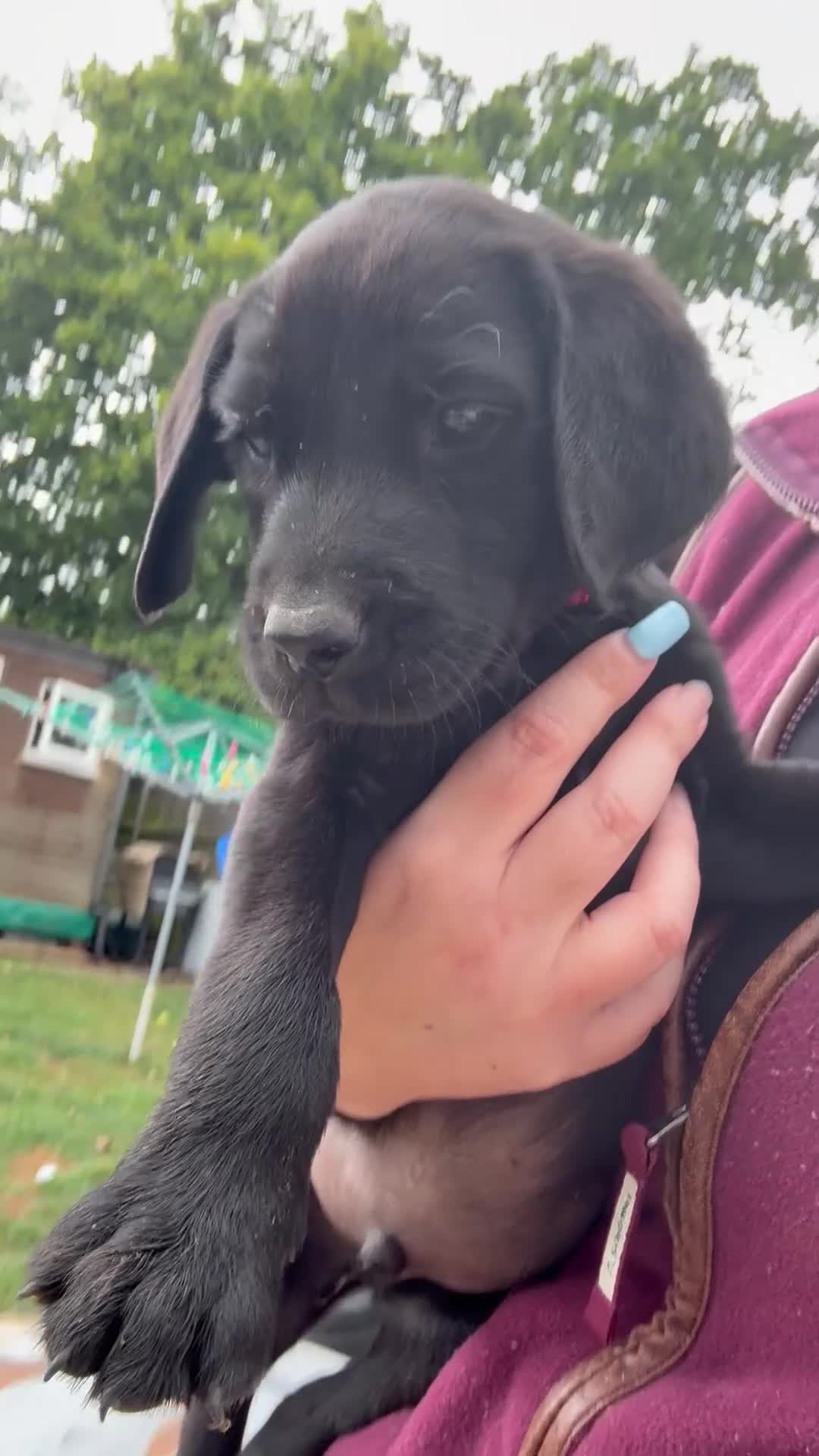 Labrador Retriever dogs for sale: Stunning KC reg black labs READY THIS WEEKEND - Video 2