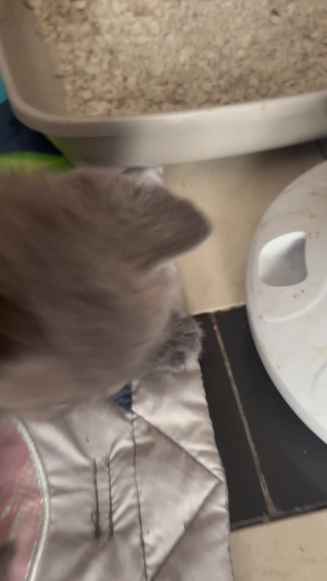 British Shorthair cats for sale: British Shorthair kittens  - Video 4