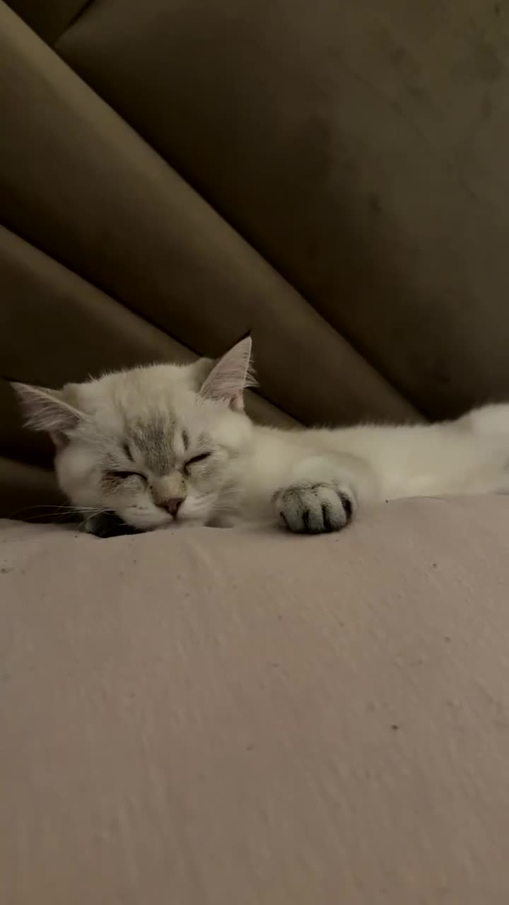 Scottish Fold cats for sale: Beautiful Scottish Fold Kitten in Grays - Video 1